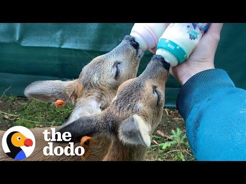 Guy Raises Two Baby Deer By Himself #Video
