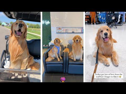 My Dog Rents a Golf Cart #Video