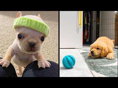 Best Puppy Videos On The Internet | YOUR Daily Dose of Pets #Video