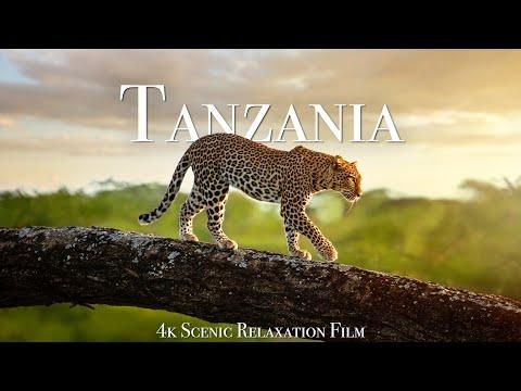 Tanzania & Serengeti 4K - Scenic Wildlife Film With African Music #Video
