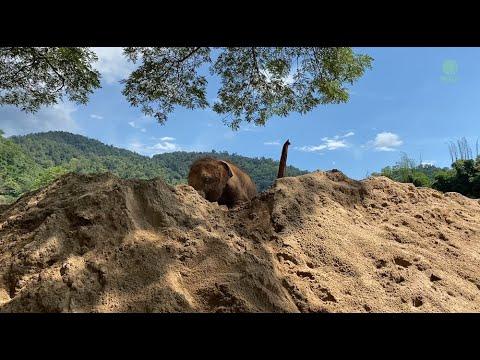 Queens Of The Hill !!! - ElephantNews #Video