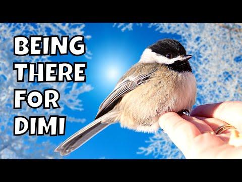 Helping a Black-capped Chickadee Named Dimi | How Do Birds Survive in the Cold Weather? #Video