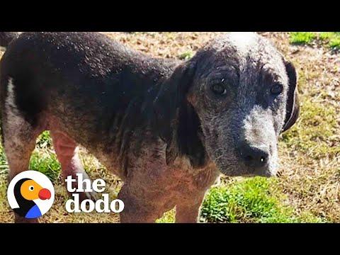 Shelter Puppy Too Sick To Move Gets New Siblings Who Are Obsessed With Him #Video