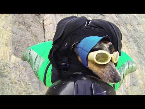 When Dogs Fly - Worlds First Wingsuit Base Jumping Dog!