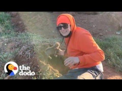 Man Finds 9 Puppies In A Hole And Comes Up With The Best Idea To Lure Their Mama In #Video
