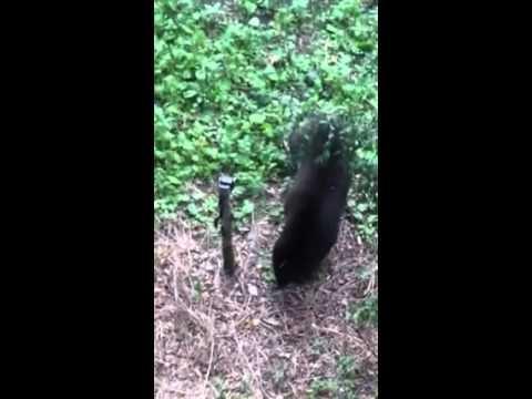 Close Encounter With Curious Bear