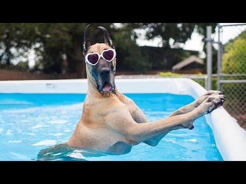 These Dogs Living Their Best Summer Dreams | Funniest Dogs Playing with Water #Video