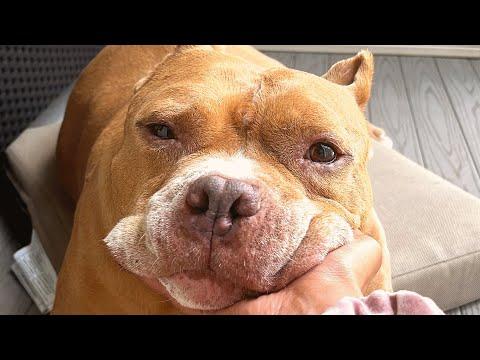 Shelter dog finally found happiness after rough life #Video