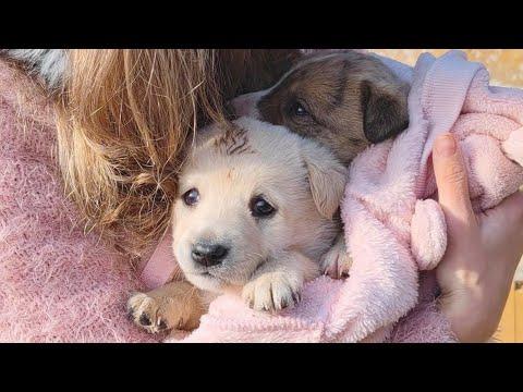 Two Abandoned Puppies Ride Home With Their Rescuers For The First Time #Video