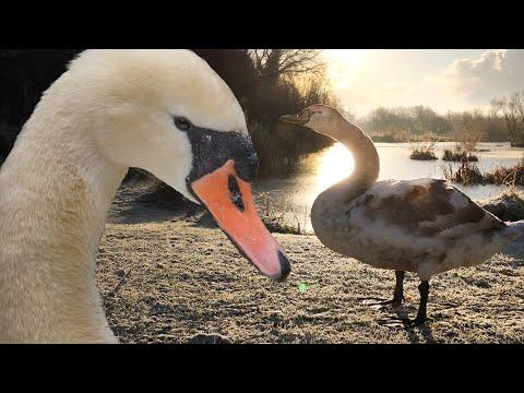 Sights & Sounds of Swans On An Icy Lake | Winter Wildlife | Robert E Fuller #Video