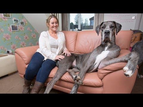Britain's Biggest Dog - Huge, Very, Very HUGE!