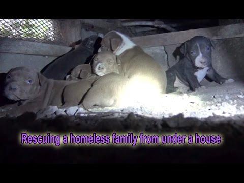 Rescuing A Homeless Family From Under A House