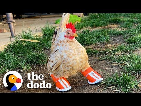 Tiny Chicken Learns To Walk By Wearing Boots #Video