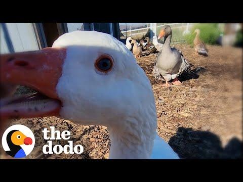 Grieving Goose Gets A Second Chance At Love #Video