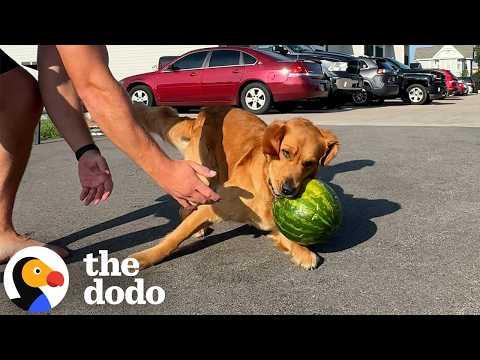 Dog LOSES It Over Watermelons #Video