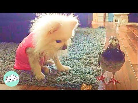 Pigeon Grew Close With Dog And Soon She Started Riding Her #Video