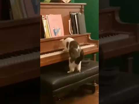 This cat is so talented!!! #Video