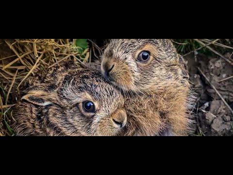 Favourite Wildlife Moments | Robert E Fuller #Video