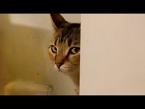 Cats Being Weird While Judging You Again #Video