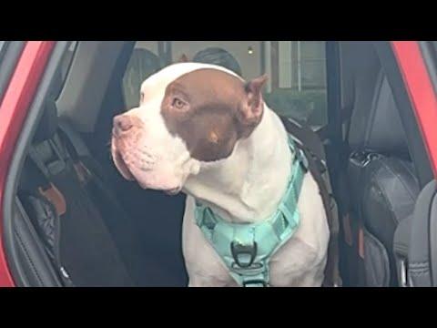 We drove 16 hours to get a dog we'd never met #Video