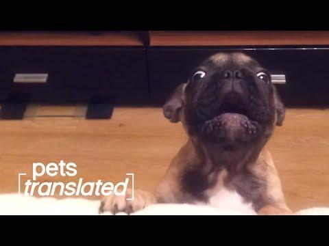Naked and Afraid Video| Pets Translated