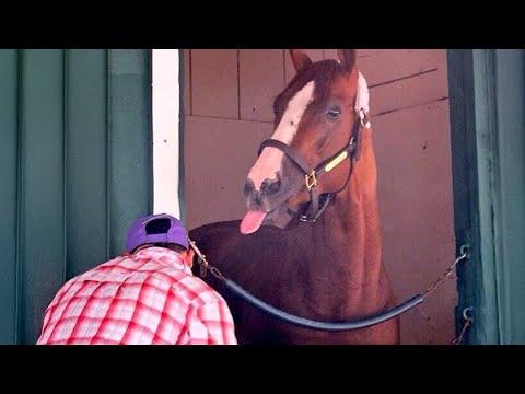 I wasn’t ready for how funny these animals are! #Video