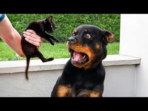 Animals Being Dramatic That Deserve an Oscar #Video