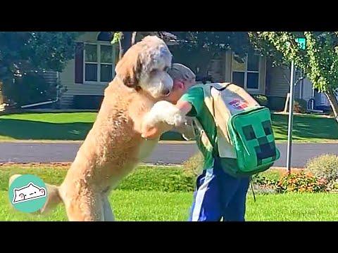 Bernedoodle Waits for the School Bus Everyday to Hug Brother #Video