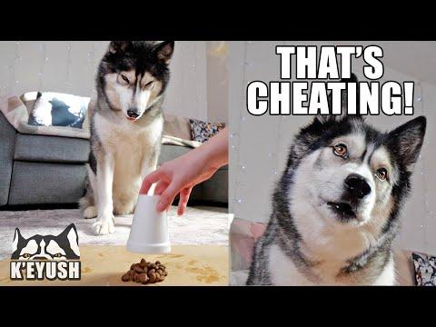 He CHEATS! Using MAGIC To Test My Husky’s Cleverness! Video.