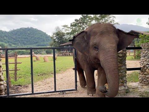 Thong Ae: Our Beautiful Social Butterfly! - ElephantNews #Video