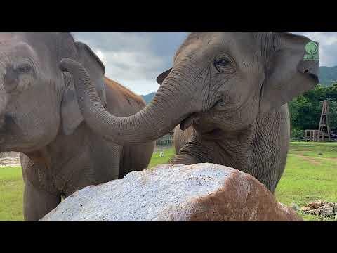 Elephant Welcome Her Second Nanny - ElephantNews