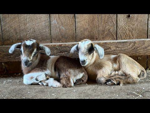 Goat kids meet Thistle’s newest babies! #Video