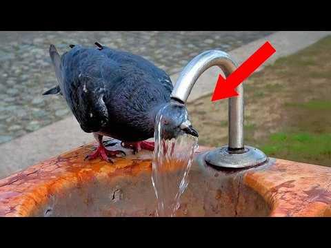 Top FUNNIEST ANIMAL Moments That Will Make You Die Laughing #Video