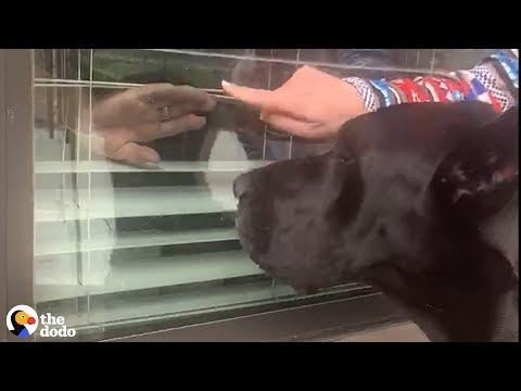 Nursing Home Residents Are So Excited To See Their Favorite Dog Through The Window | The Dodo