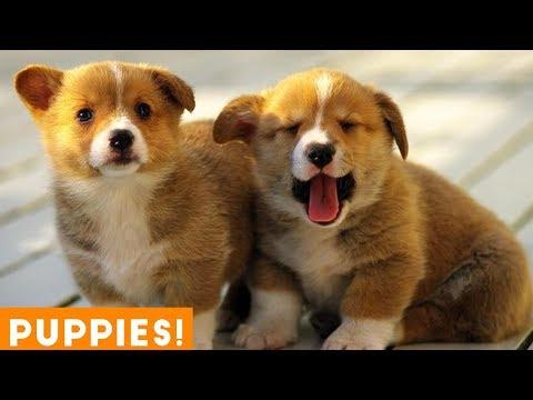 Cutest Puppy Compilation 2018 | Funny Pet Videos