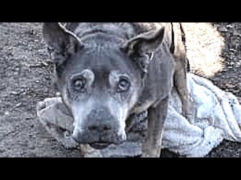 Dog left outside in freezing cold is so sweet to rescuers #Video