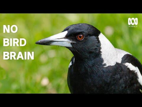 Magpies are even smarter than you think #Video