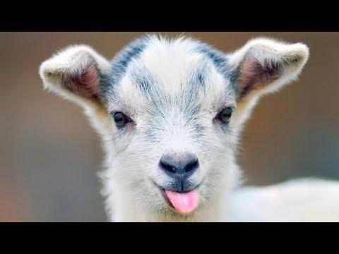 Baby Goat Video – Cute Goats Videos – Funny Baby Goats – Baby Goat Cute Videos
