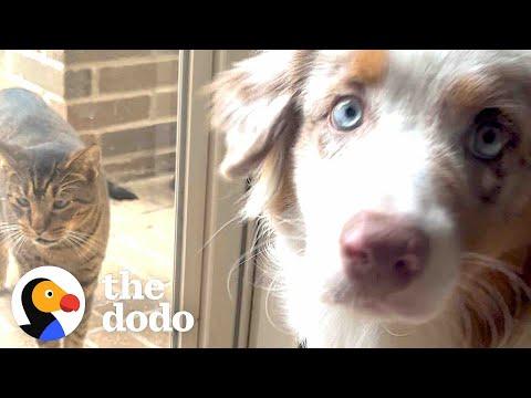 Stray Cat Keeps Joining This Dog's Walks #Video