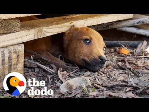 Stray Puppy Leads Rescuers To Her Secret Hideout #Video