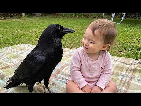 When a Wild Crow Meets a Curious Baby | Hilarious Parrots and Crows Video #Video
