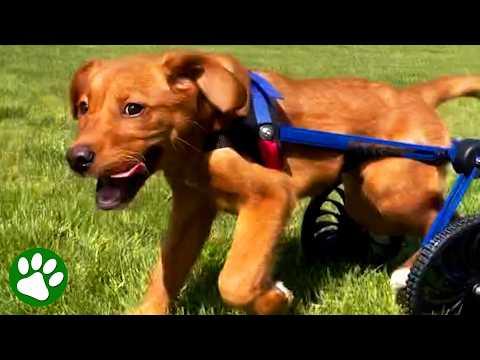 She Couldn't Move Her Legs… Now Watch This