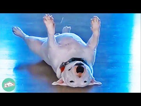 Bull Terrier Terrorizes Owners. He Just Needed A Friend #Video