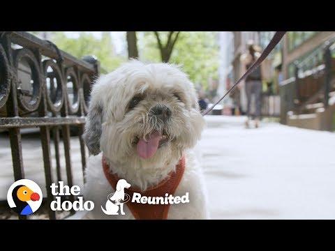 This Dog Races to His Mom When She Finally gets out of the Hospital | The Dodo Reunited Season 2