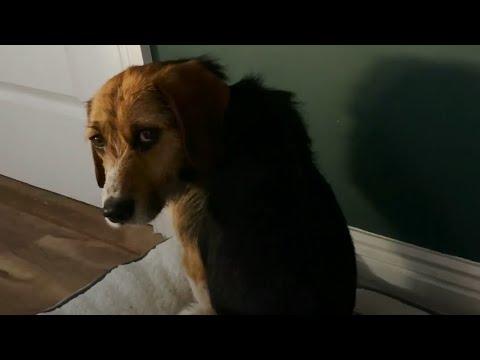 Scared Rescue Pup Turns Into The Most Playful Little Menace #Video