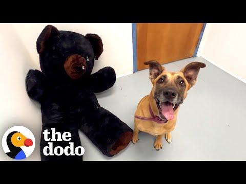 Dog Who's Been In The Shelter Four Years Gets New Toys #Video