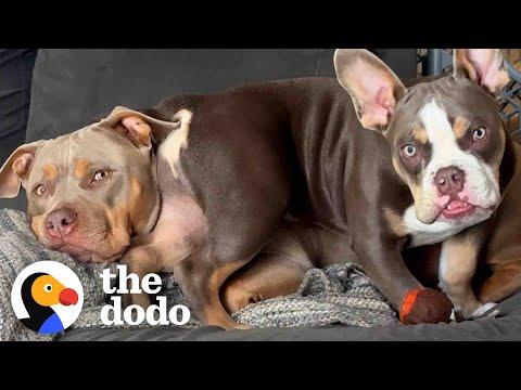 Pittie Doesn’t Want To Share Her Grandma With Puppy Brother #Video