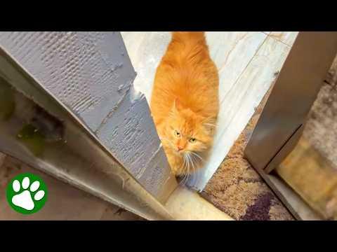 Pregnant Stray Cat Shows Up at the Right Door #Video