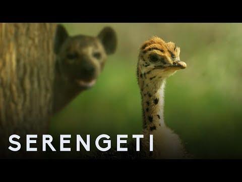 Ostrich Vs Zalika the Hyena | Serengeti | BBC Earth