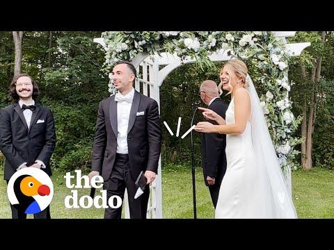 Stray Cat Crashes Couples’ Wedding #Video